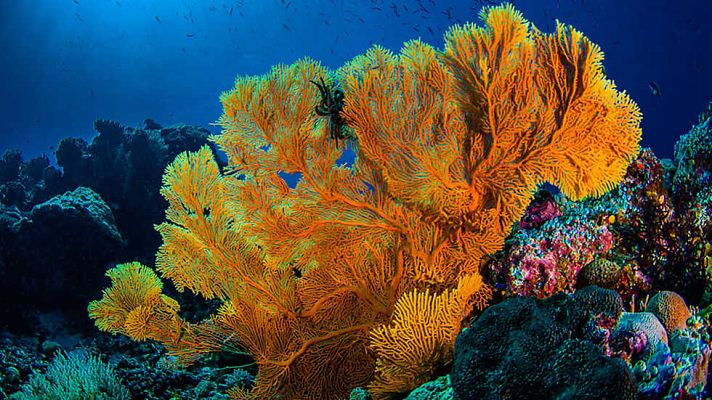 Grandes documentales - Mundo oculto: En el interior de la muralla