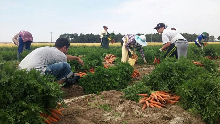 Aquí la Tierra - Recogiendo las mejores zanahorias del año