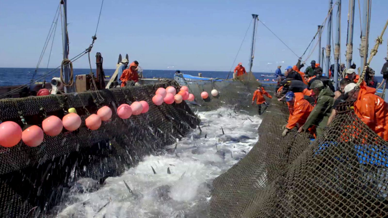 El espectáculo de la almadraba