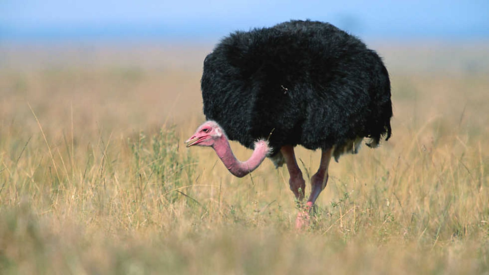 Grandes documentales - Iconos de la vida salvaje: las aves de África - ver ahora