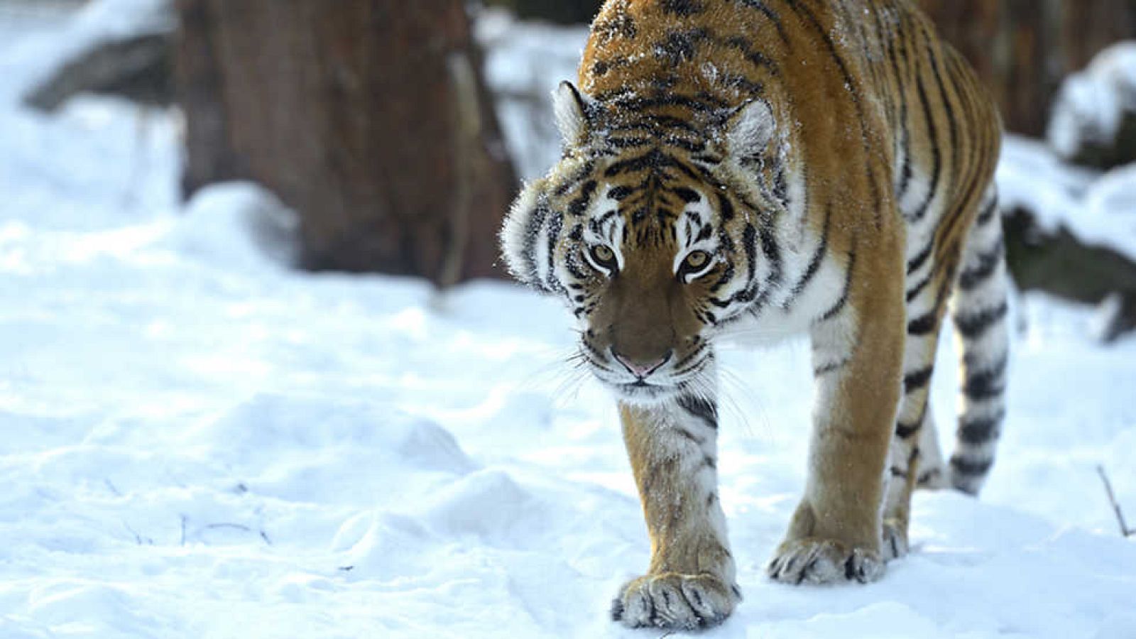 Grandes documentales - Rusia Salvaje: El bosque secreto -  ver ahora