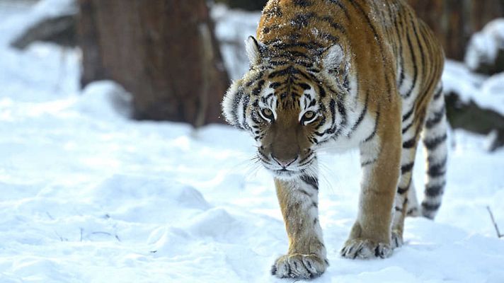 Grandes documentales - Rusia Salvaje: El bosque secreto