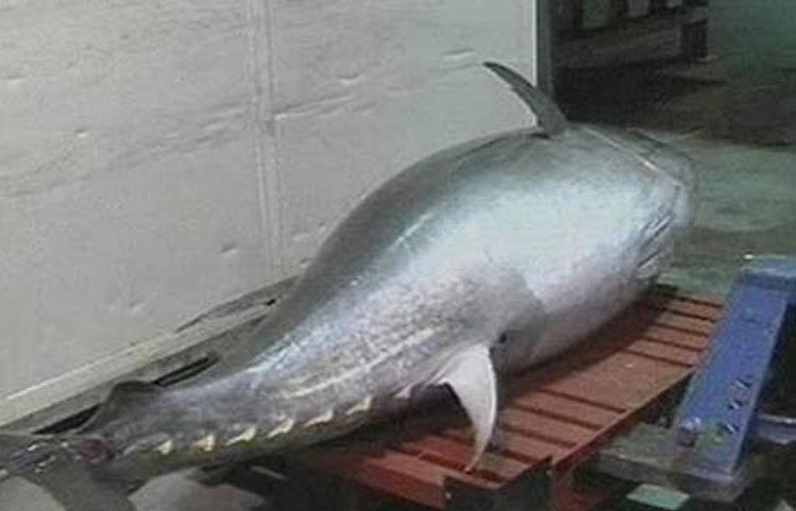 Pescan un atún rojo de 323 kilos - Ciencia y tecnología en Rtve.es | Ver