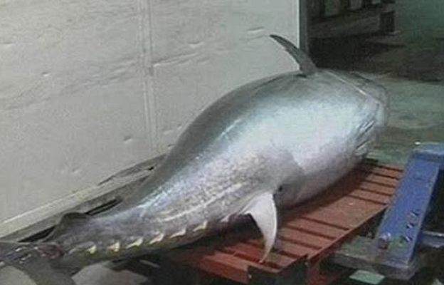 Ciencia y tecnología en Rtve.es - Un atún rojo de 323 kilos