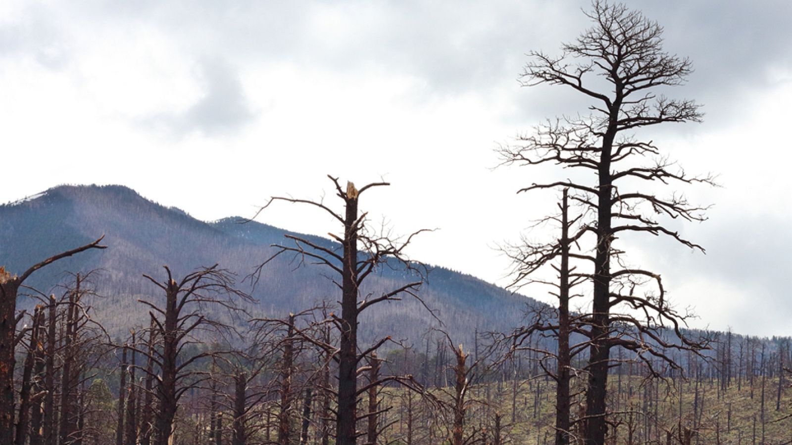 La Mañana - El cocinero Sergio Fernández nos muestra la importancia de la repoblación forestal