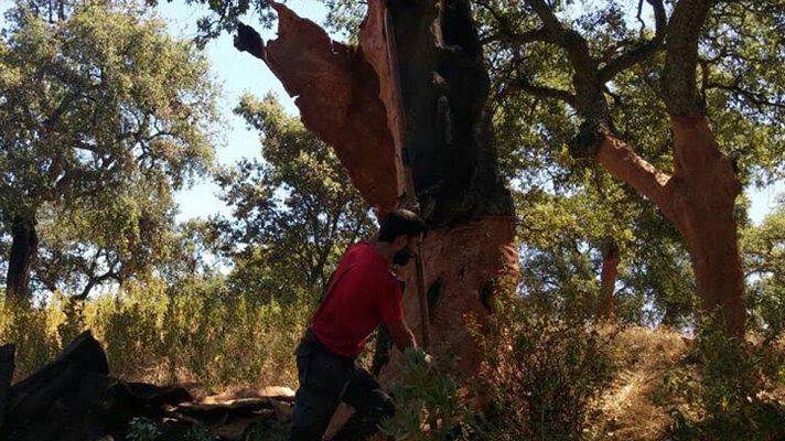 Aquí la Tierra - ¡Participamos en la saca del alcornoque!