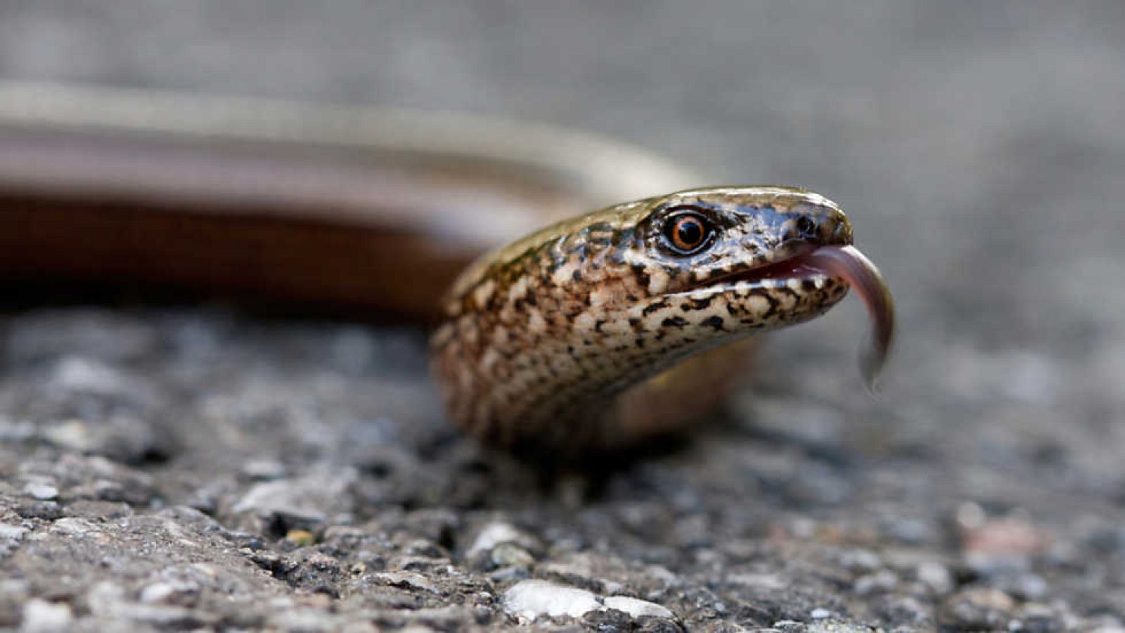 Grandes documentales - Rusia Salvaje: La gran divisoria - Ver ahora