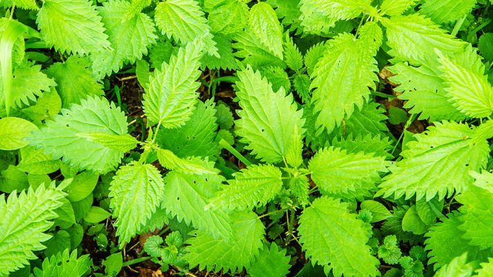 La mañana - Champú de ortiga