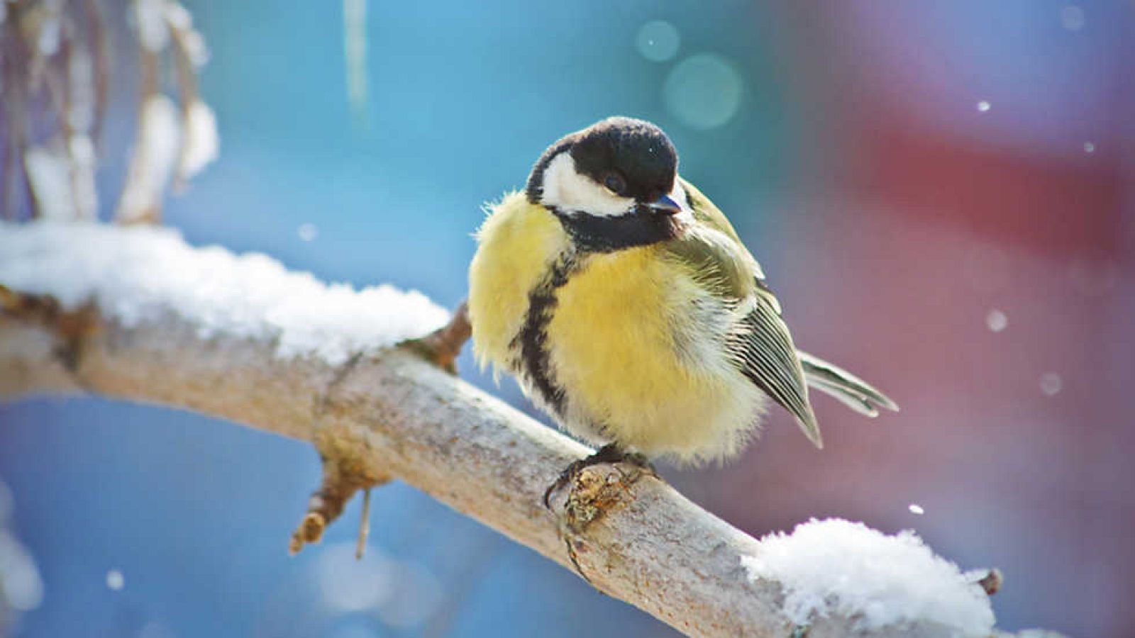 Grandes documentales - Rusia Salvaje: Siberia - Ver ahora
