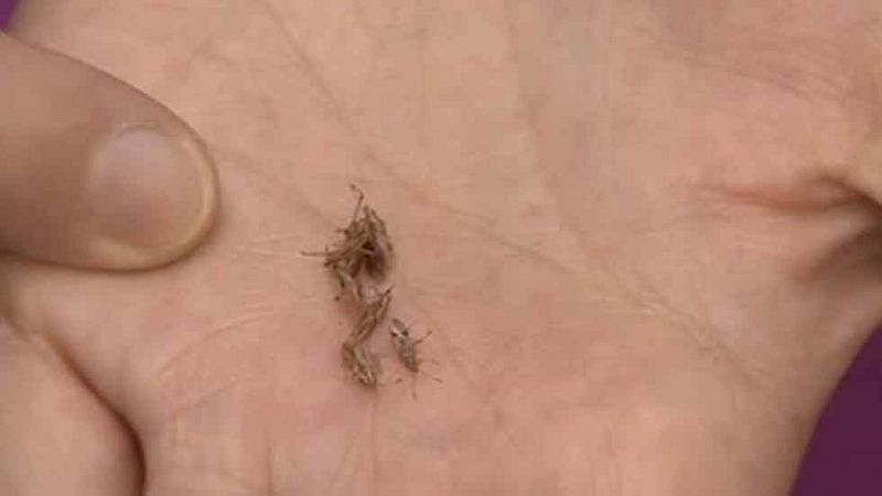 Plaga de chinches en Barcelona