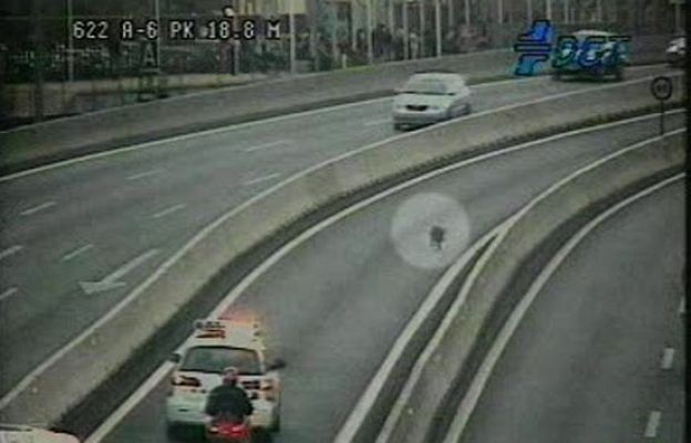  - Dos jabalíes en la autopista