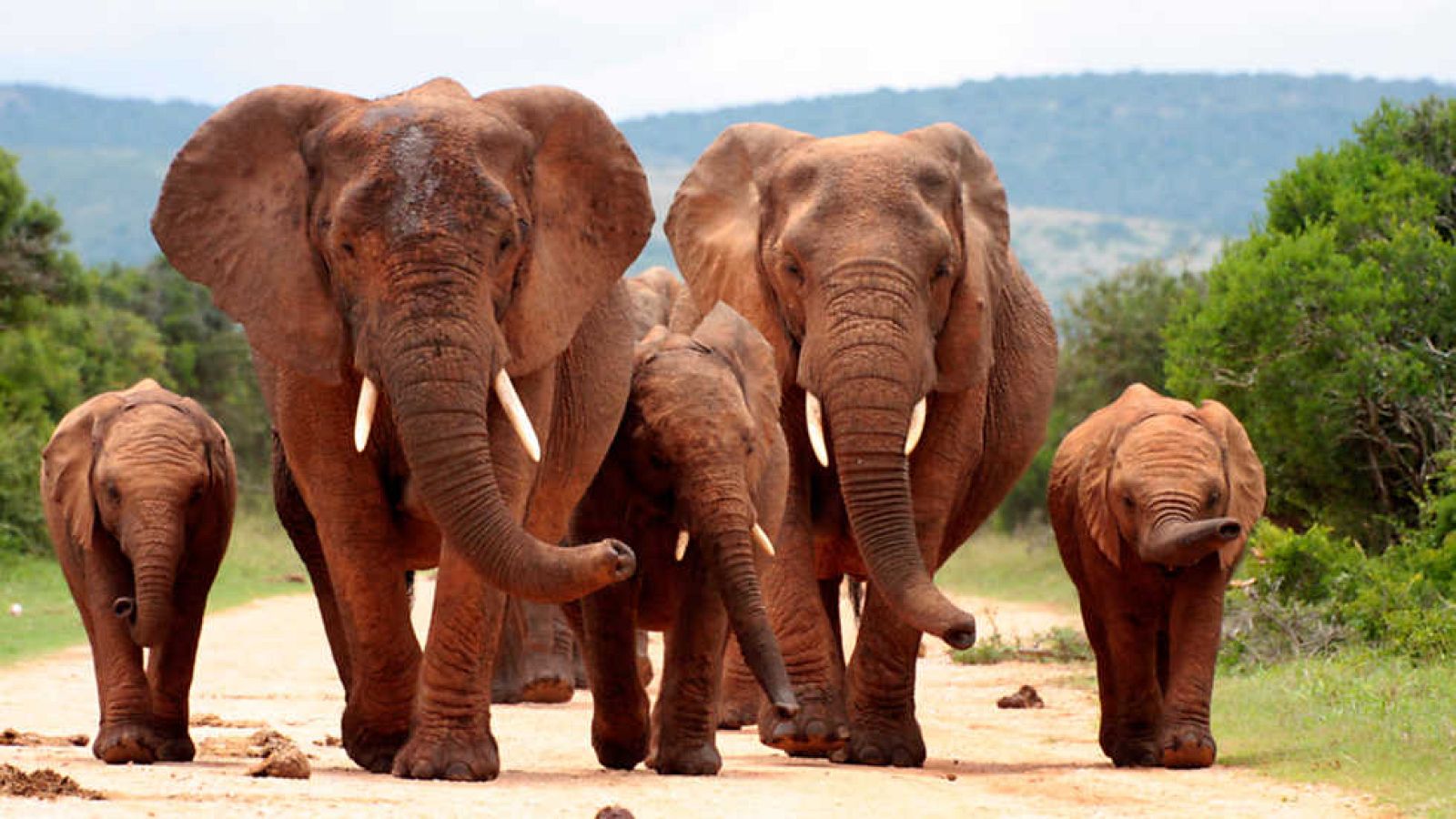 Grandes documentales - Los elefantes del bosque - Ver ahora