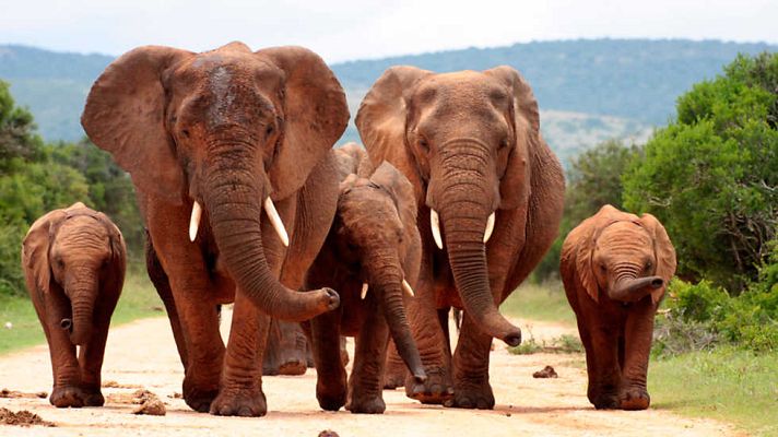 Grandes documentales - Los elefantes del bosque