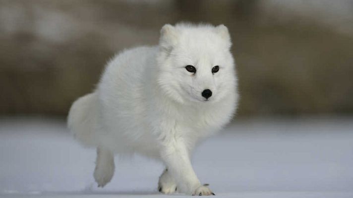 Grandes documentales - Rusia salvaje: El ártico