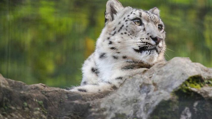 Grandes documentales - El leopardo invisible