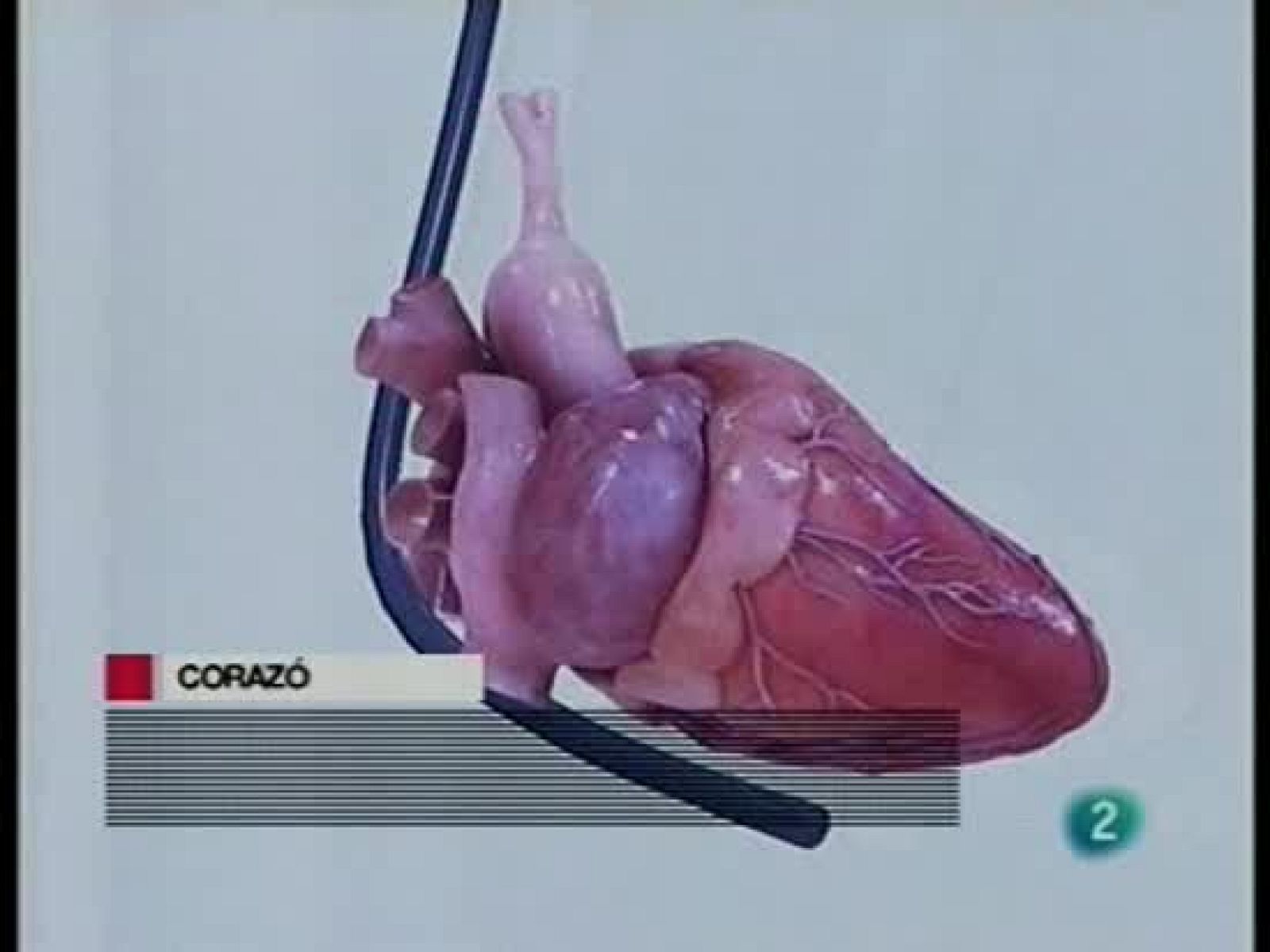 Un corazón virtual por ordenador - Ciencia y tecnología en Rtve.es | Ver