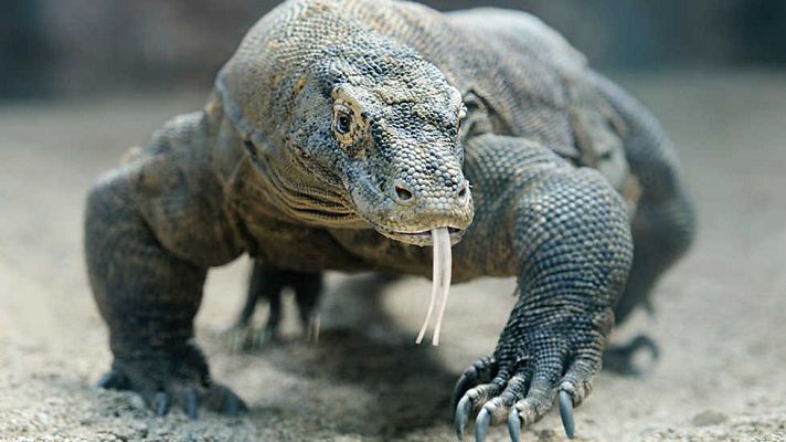 Grandes documentales - Komodo. La Mordedura letal