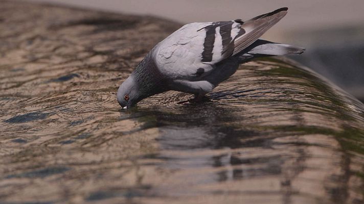 El tiempo - Las altas temperaturas seguirán mañana en el interior peninsular