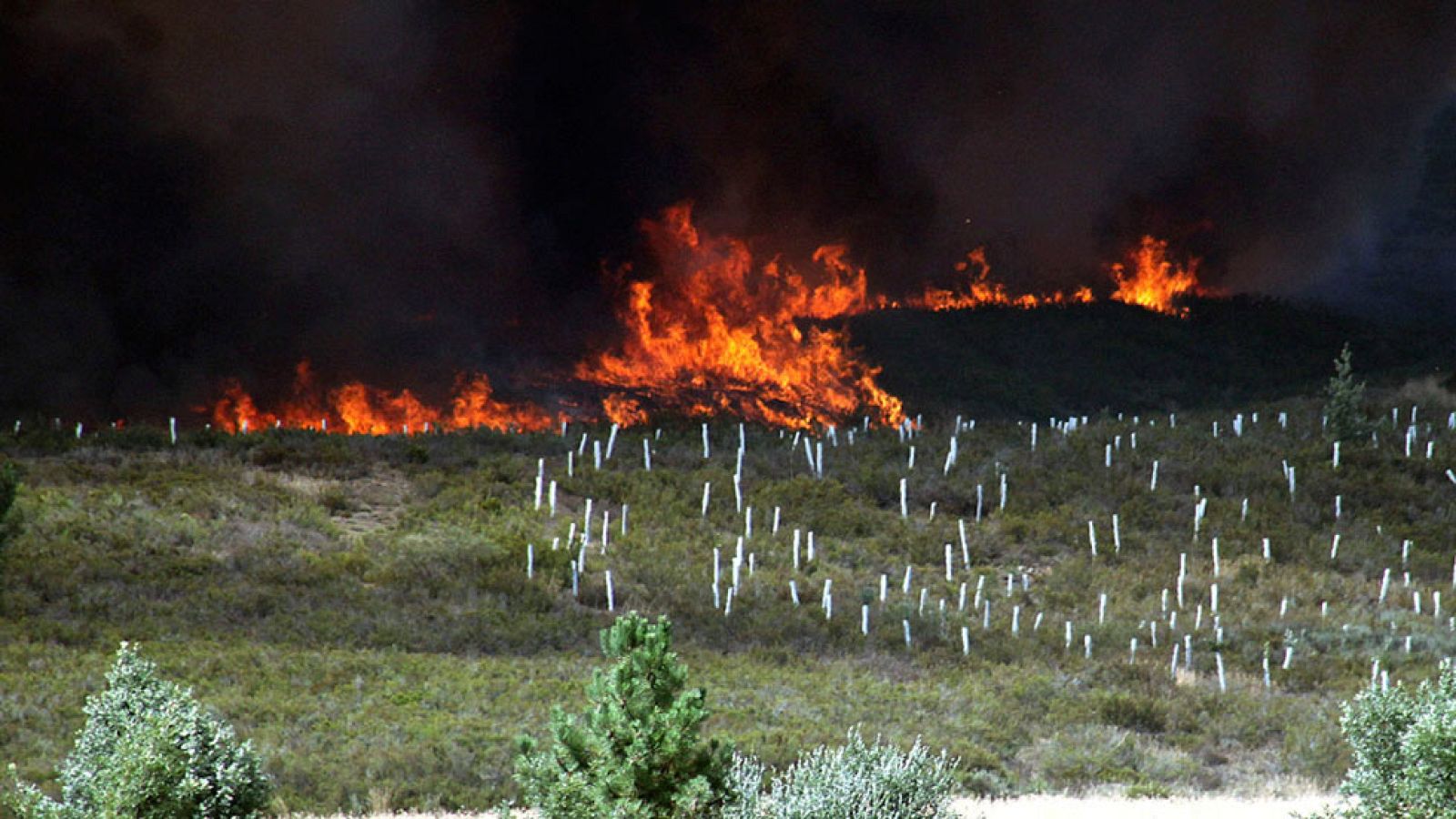 Estabilizado el fuego en Quintana del Castillo (León), que ha quemado más de 2.000 hectáreas