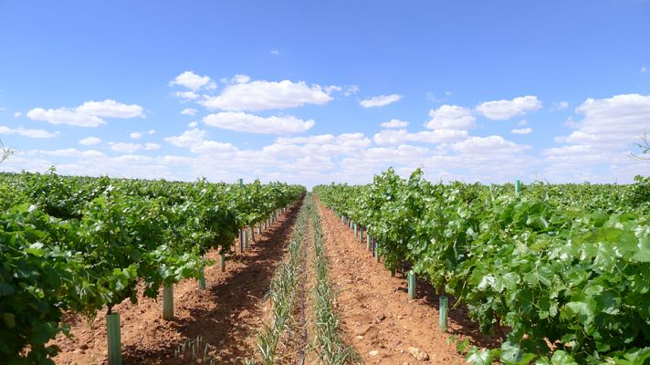 Aquí la Tierra - ¿Cómo se trata un viñedo ecológico?