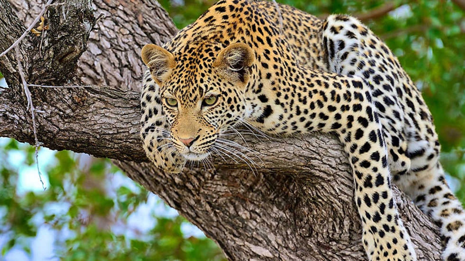 Grandes documentales - Un mundo aparte: Los reinos olvidados de África - ver ahora