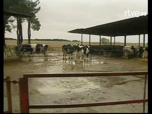  - Ternera con dos hocicos