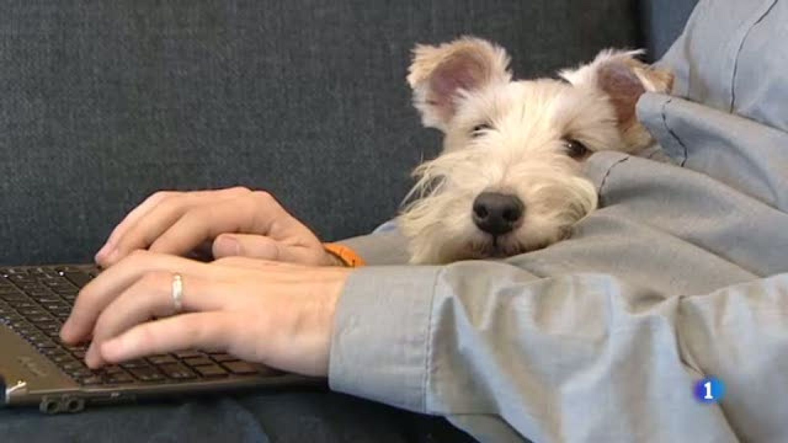 El negoci del sector dels animals domèstics