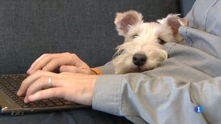 L'Informatiu - El negoci del sector dels animals domèstics