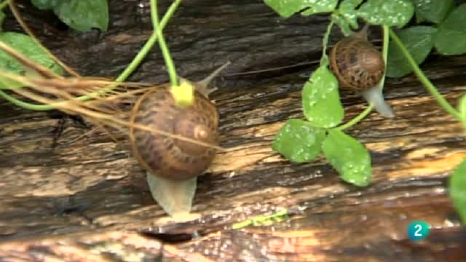 Agfrosfera - Con mucho gusto - Granja de caracoles