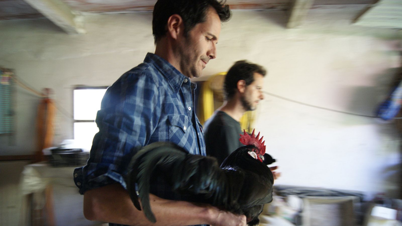 La gallina negra castellana, la favorita de Isabel La Católica