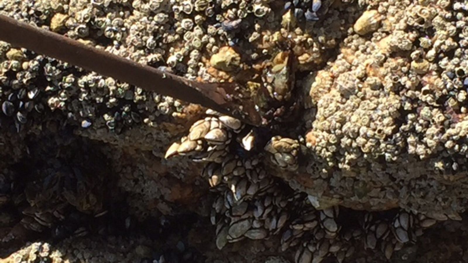 El rey de los mariscos: el percebe