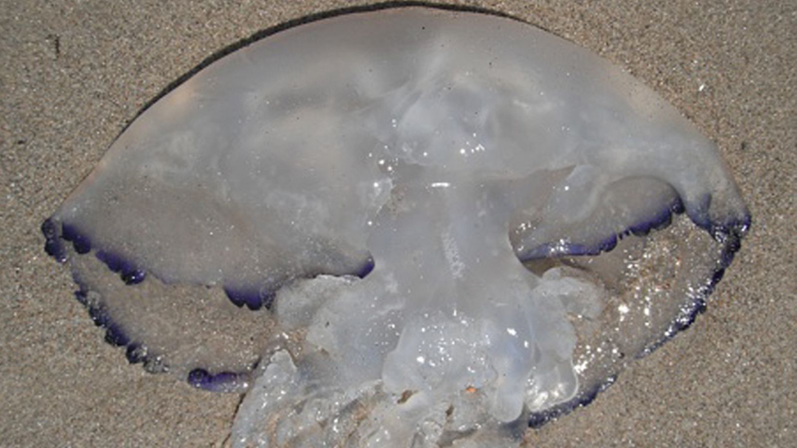 La Mañana - Medusas en las playas españolas