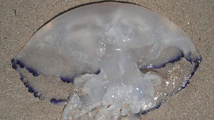 La mañana - Medusas en las playas españolas