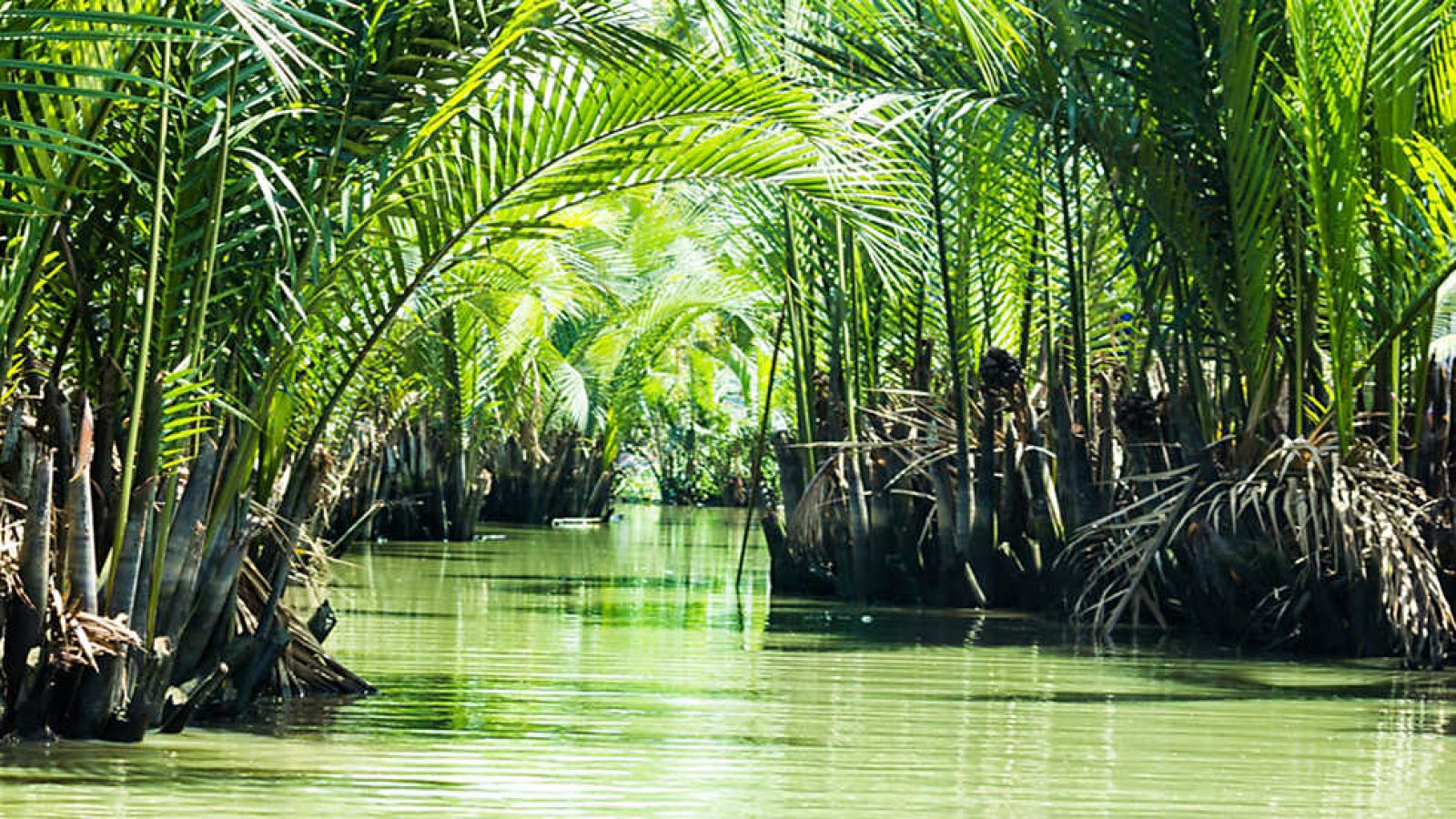 Grandes documentales - Los secretos de los manglares - Ver ahora