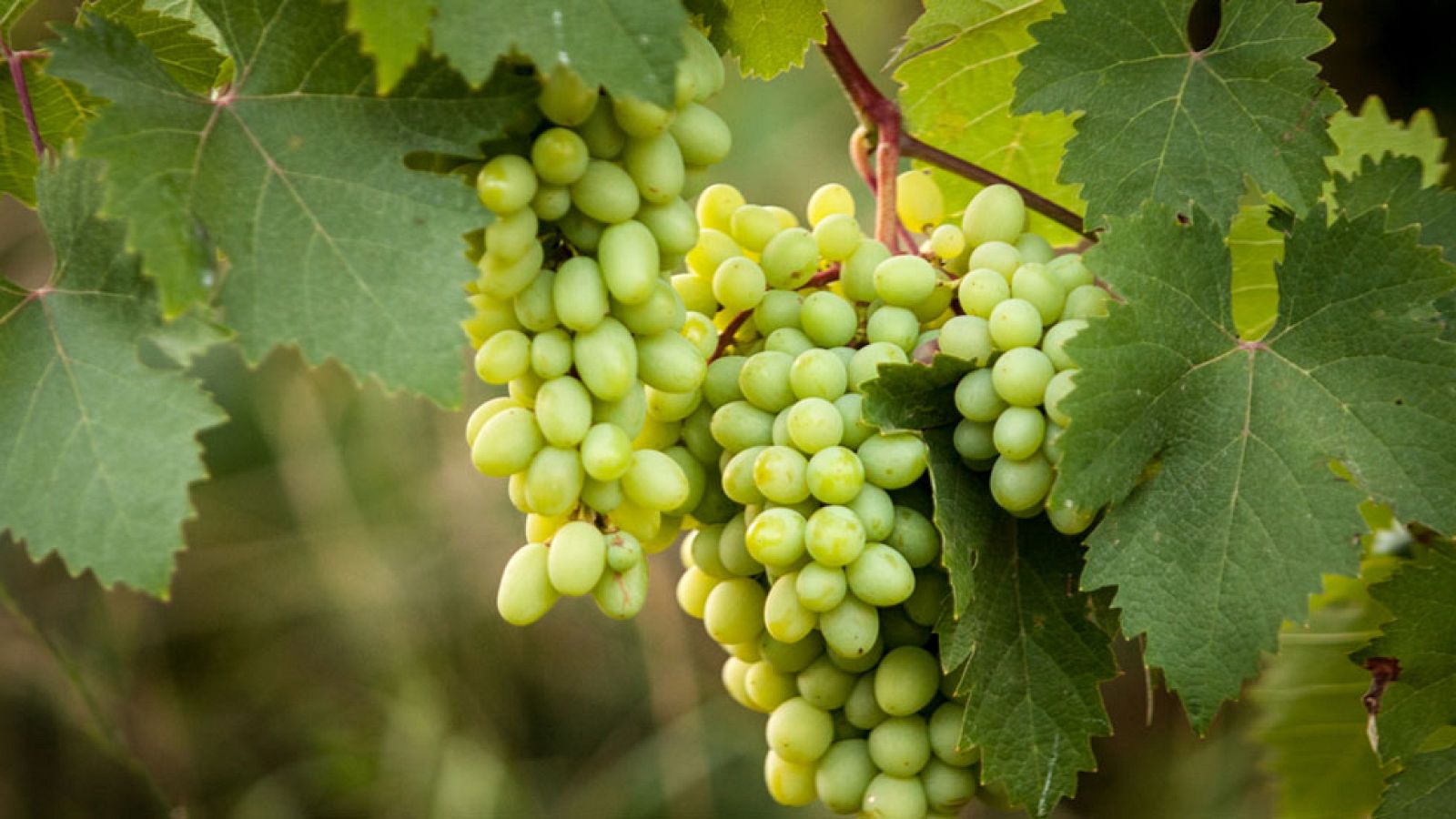 Los Consejos de Maxi - La uva protectora de la piel