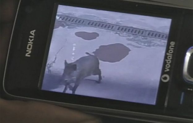  - El jabalí que quería ir al colegio