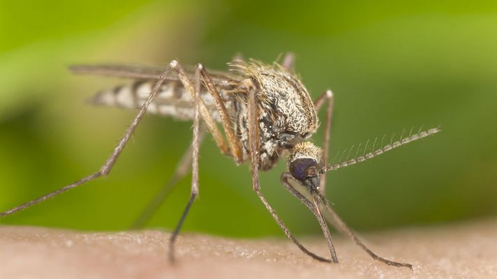 Telediario 1 - Crean una aplicación móvil para informar sobre los lugares de cría del mosquito tigre