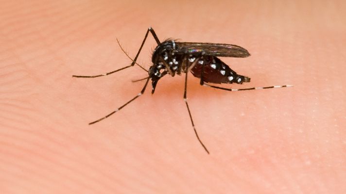  - A la caza del mosquito tigre en Barcelona