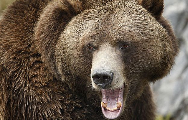  - Ataque de una osa a un cazador