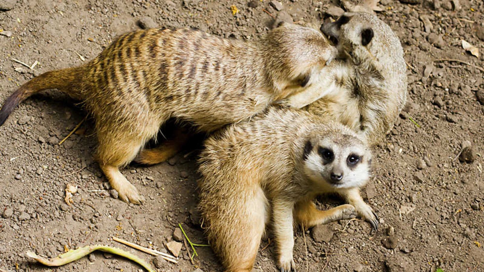 Grandes documentales - Suricatos. Secretos de una superestrella - ver ahora