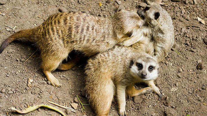 Grandes documentales - Suricatos. Secretos de una superestrella