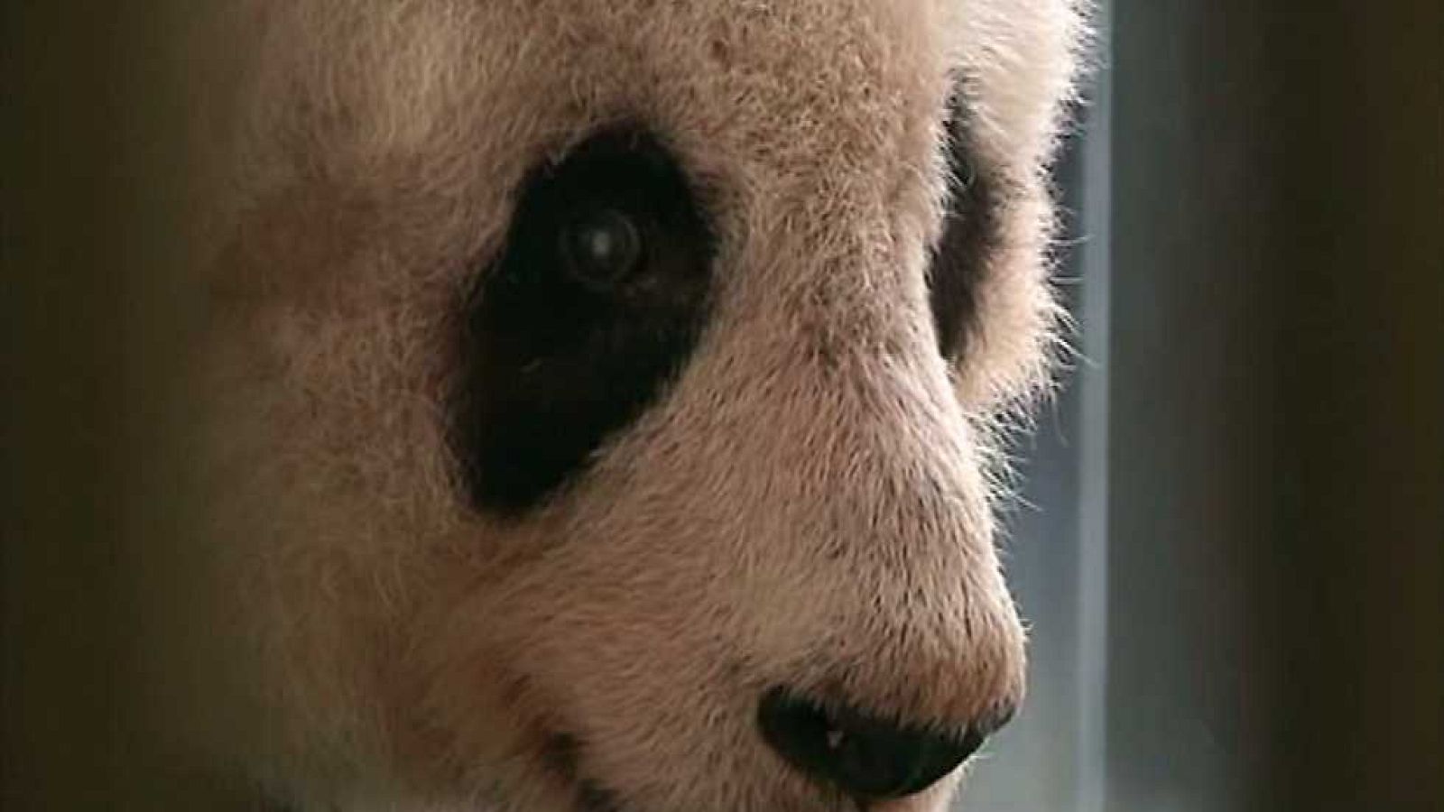 La 2 Noticias - 28/07/15 - ver ahora