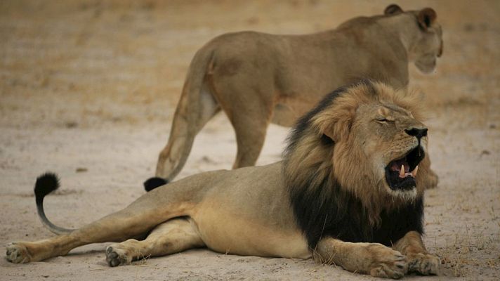 Telediario 1 - El estadounidense que mató a Cecil, uno de los leones más emblemáticos de Zimbabwe, asegura que todo fue legal