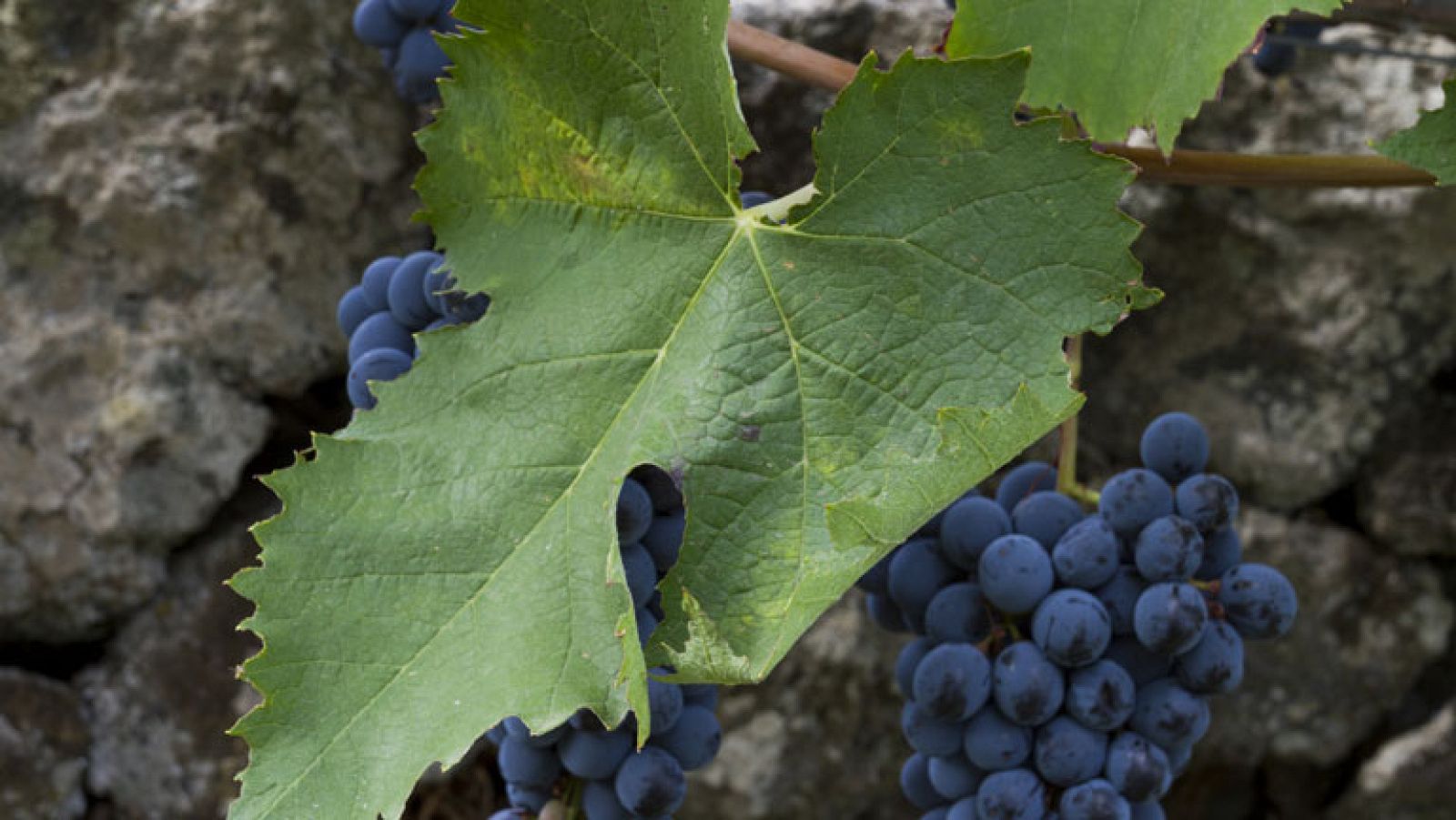 A la vendimia, por la noche