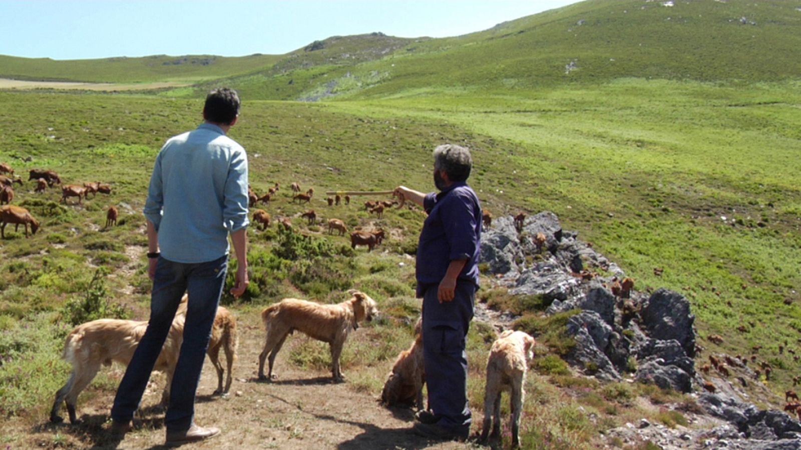¡La cabra tira al monte asturiano!