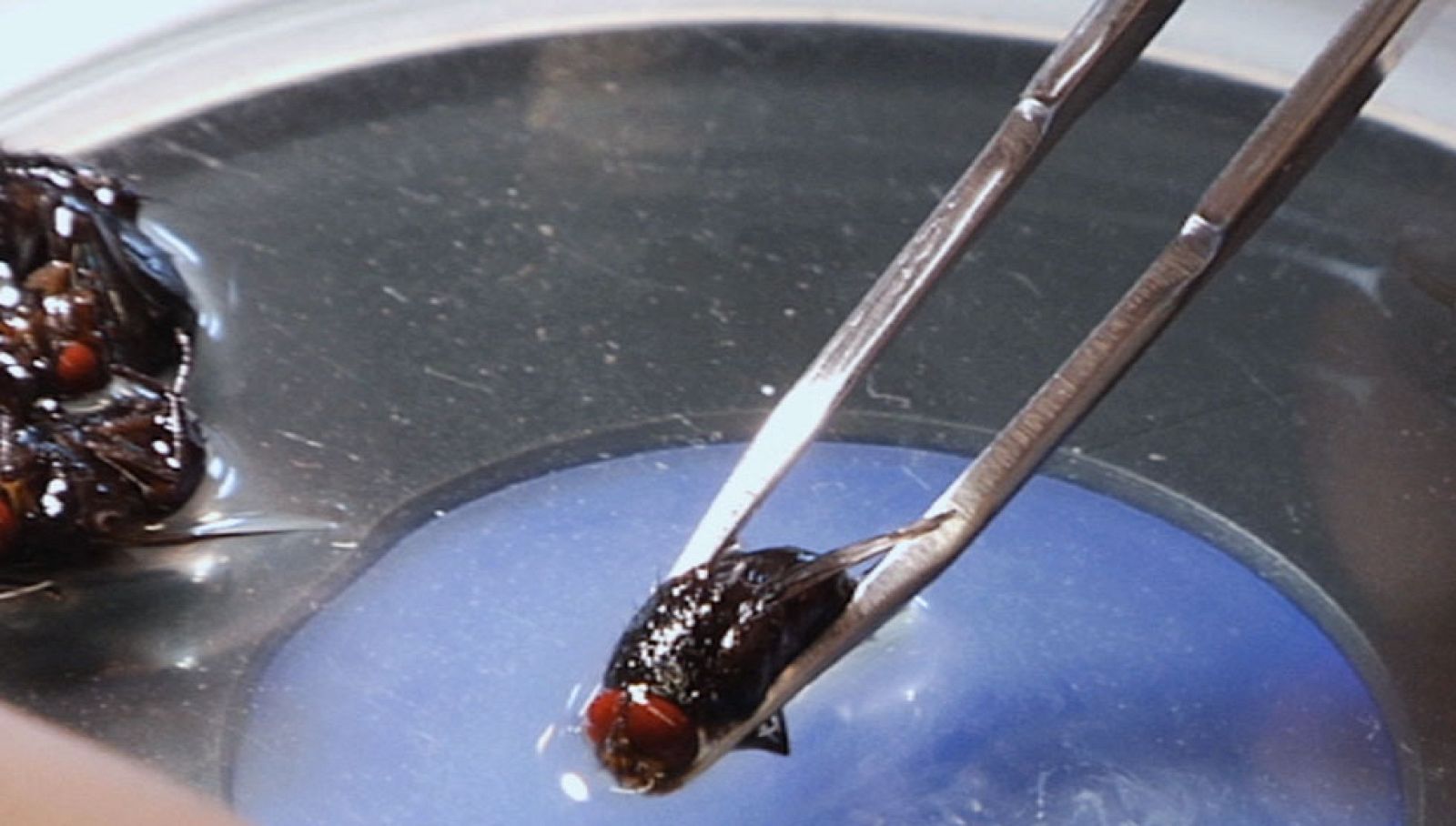 ¡Bichos que resuelven crímenes!