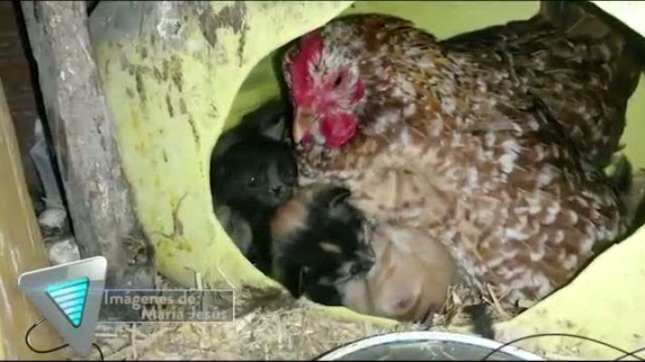 Tvemos - Animales con habilidades extraordinarias