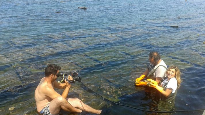 Aquí la Tierra - Las mejores ostras se encuentran en el río Eo