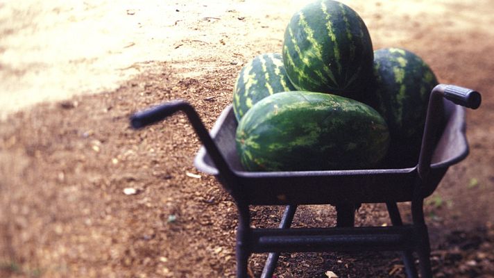Aquí la Tierra - Koldo se convierte en el repartidor de sandías de Chipiona