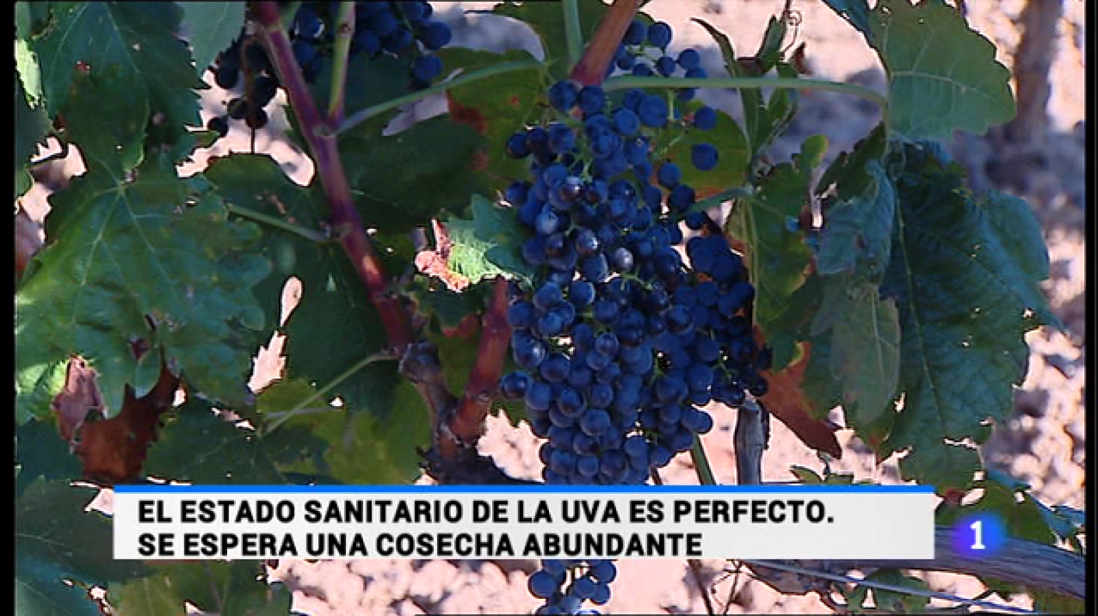 Telerioja en 2' - 06/08/15